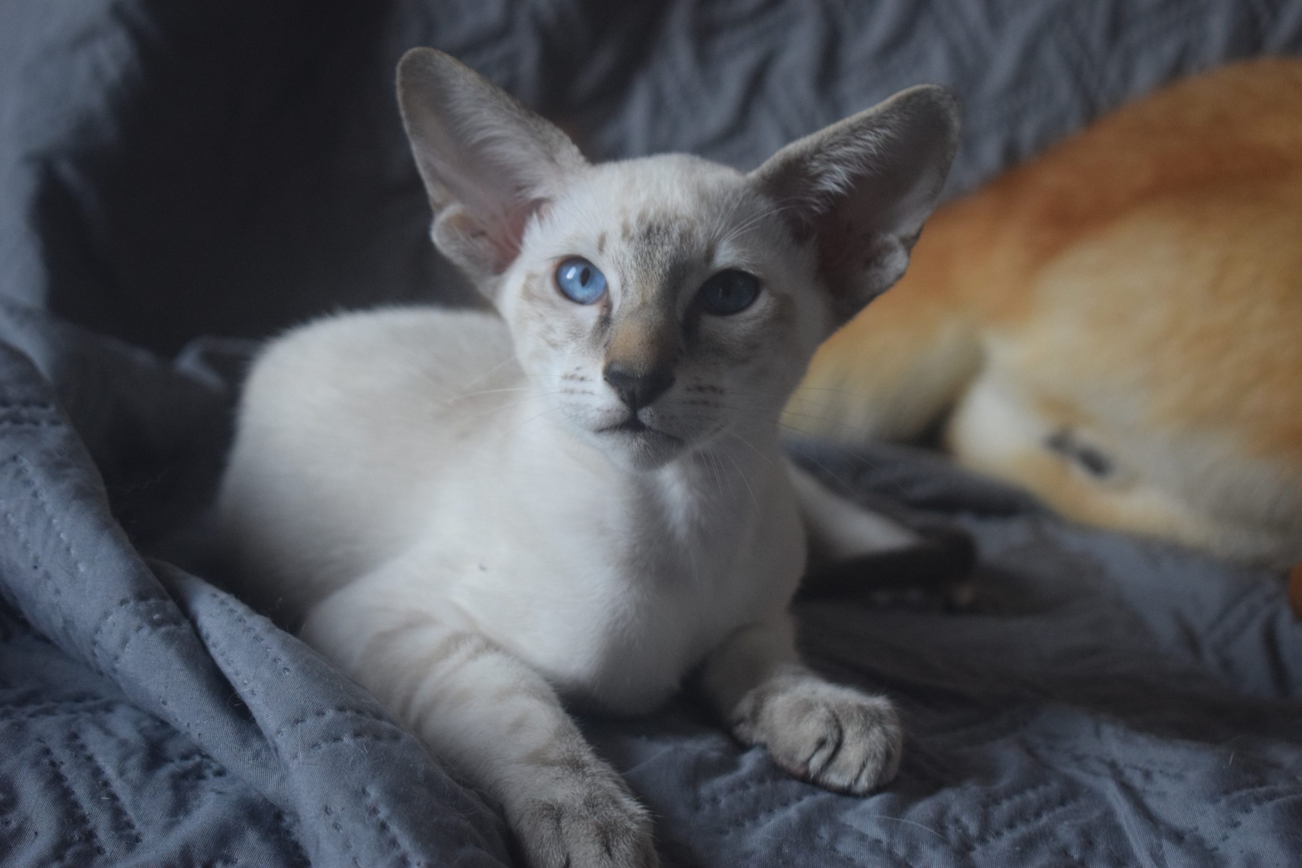 Bei, siamois seal tabby point