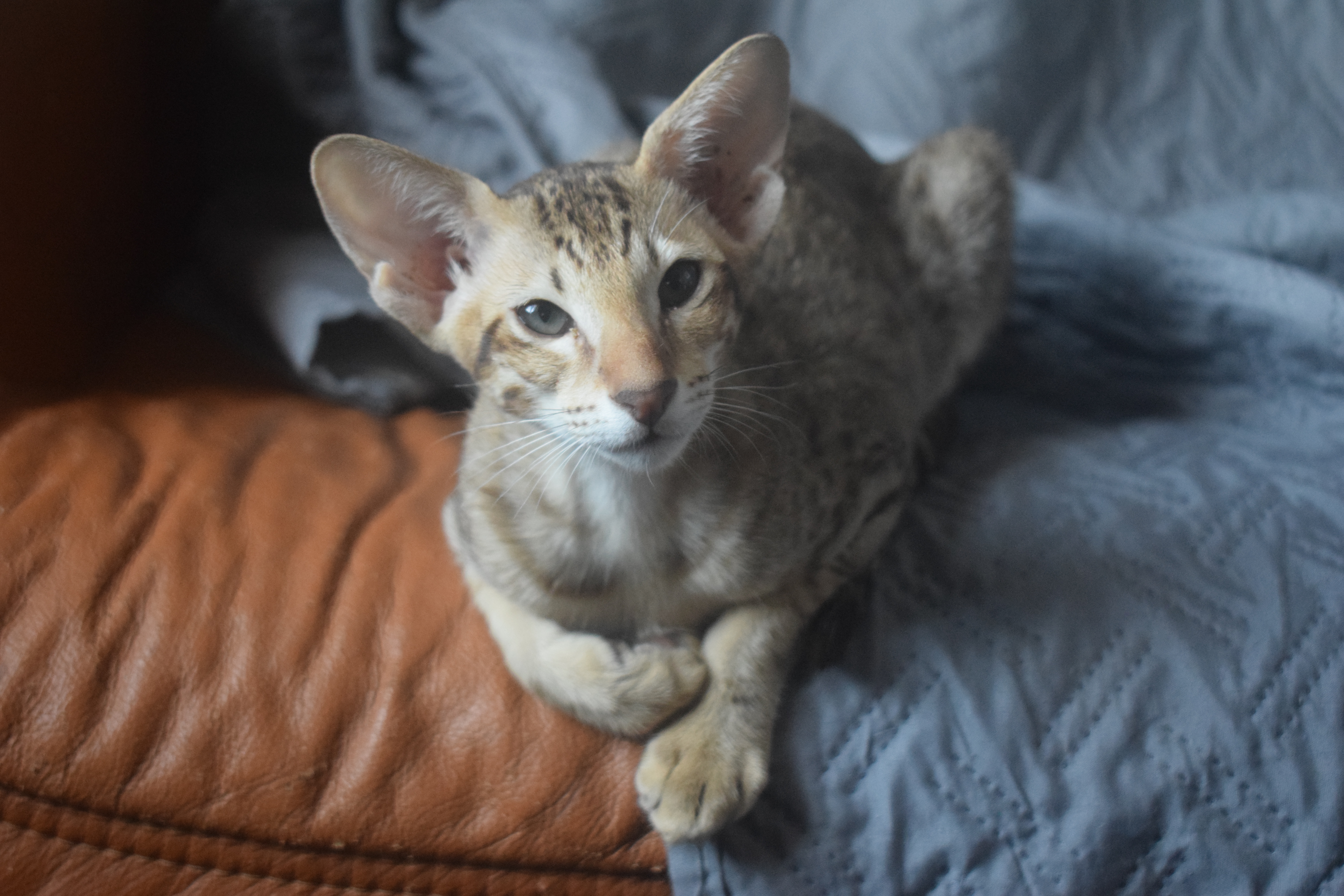 Blue-Alizée, orientale chocolat tabby