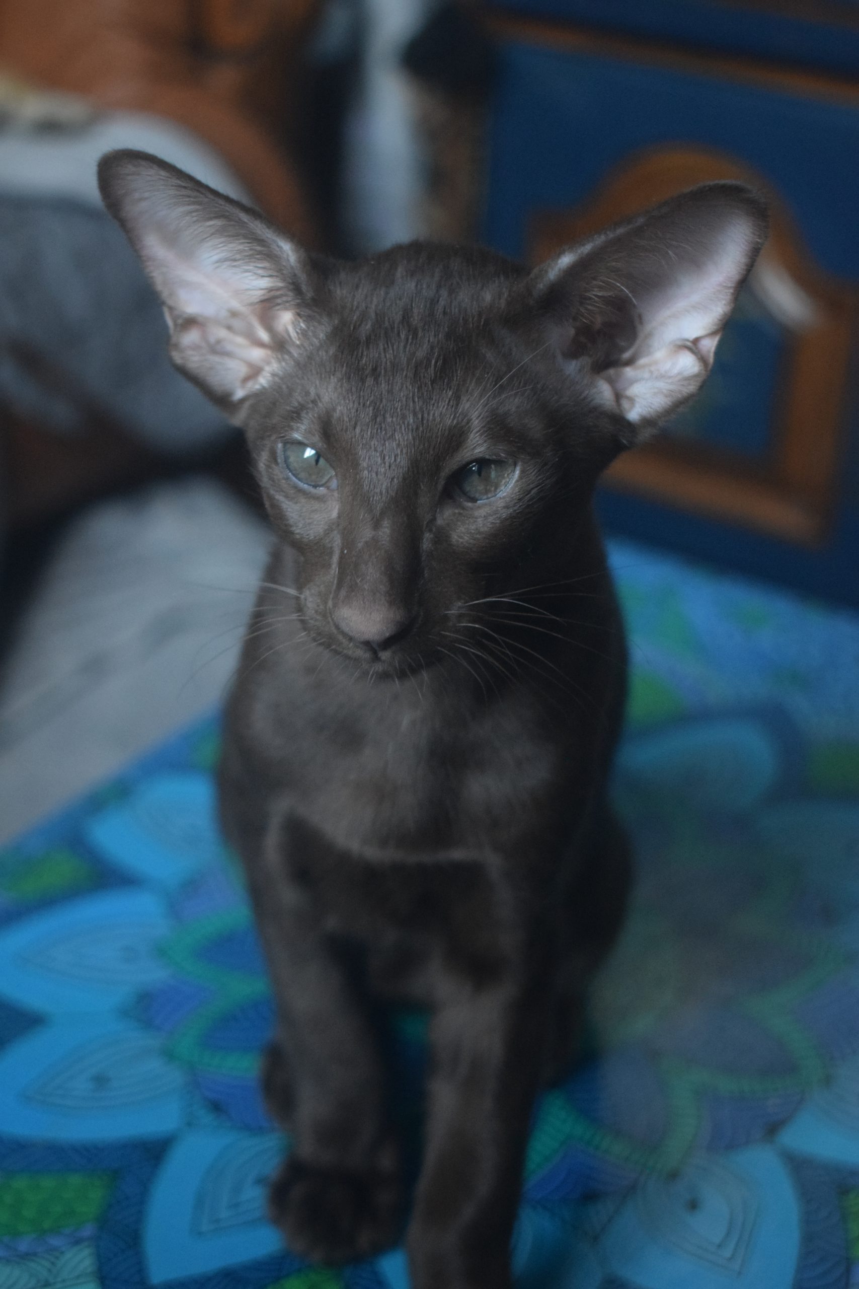 DSC_0013sid