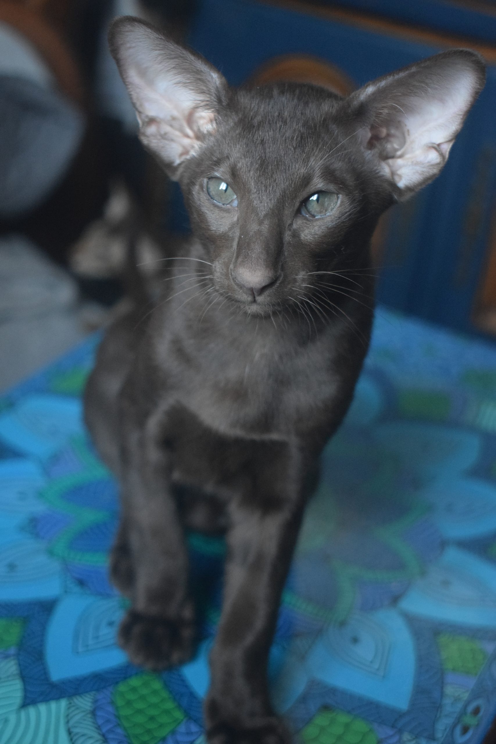 DSC_0014sid