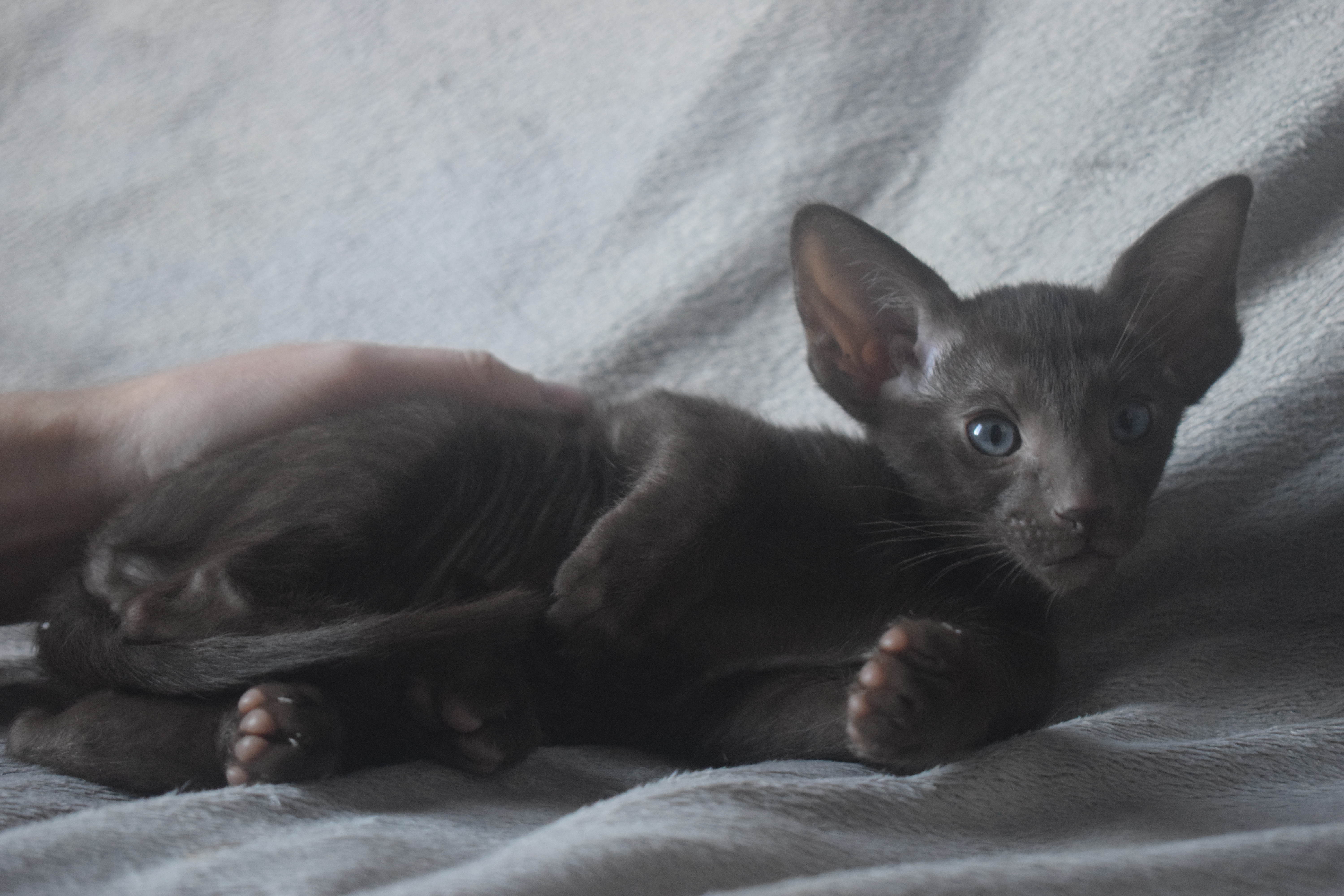 Bliss, oriental chocolat (prénom temporaire)