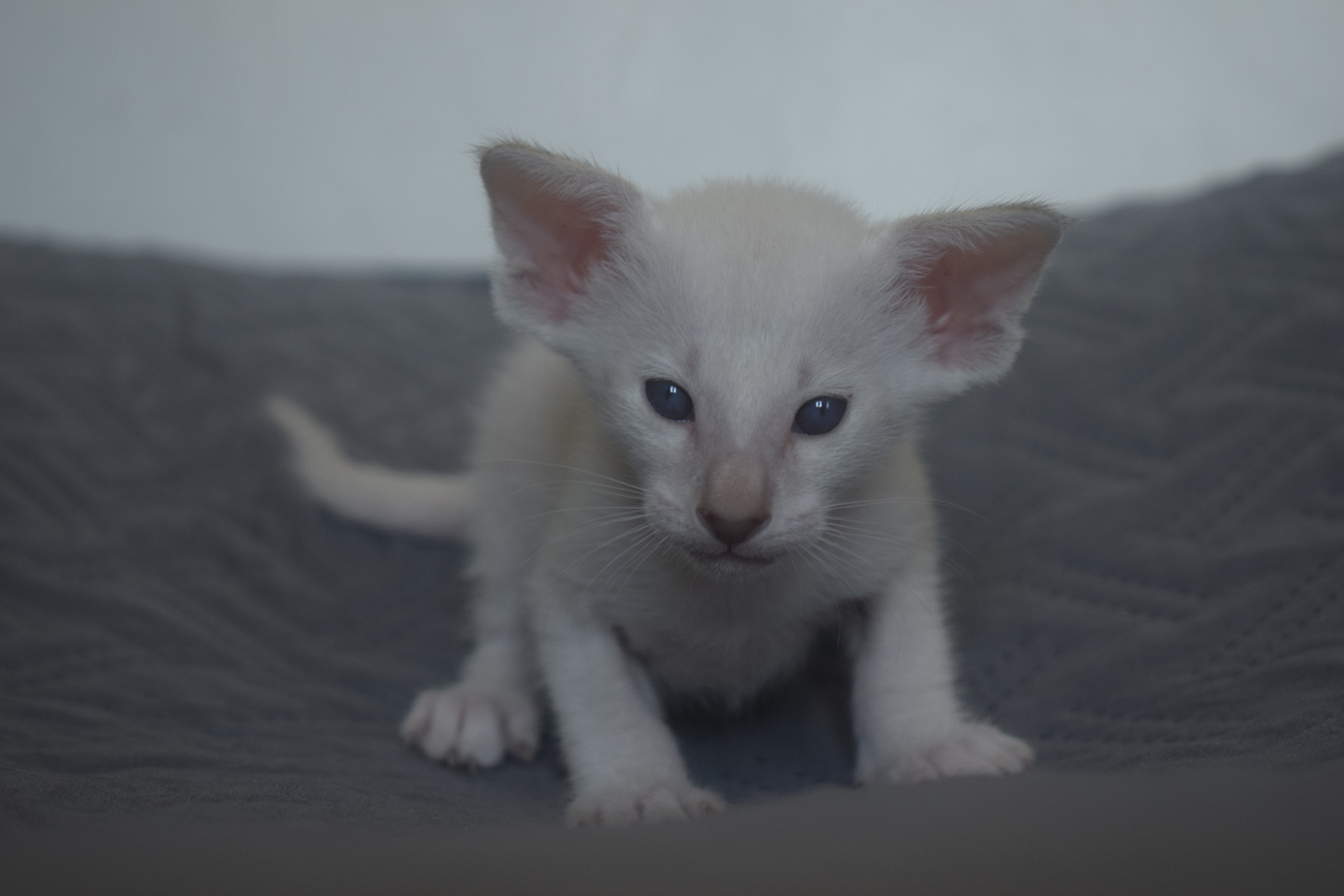 DSC_0078