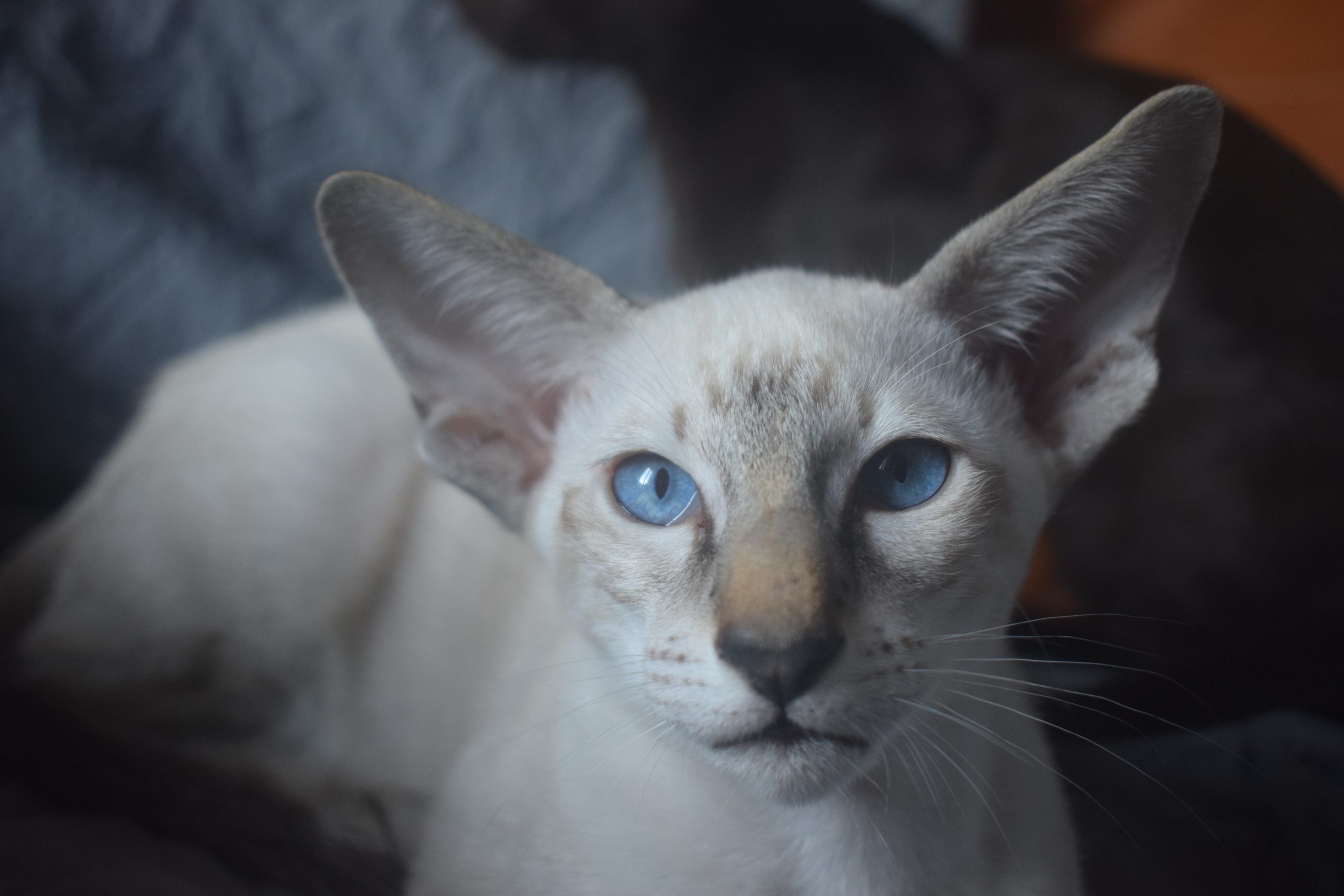 DSC_0082bei