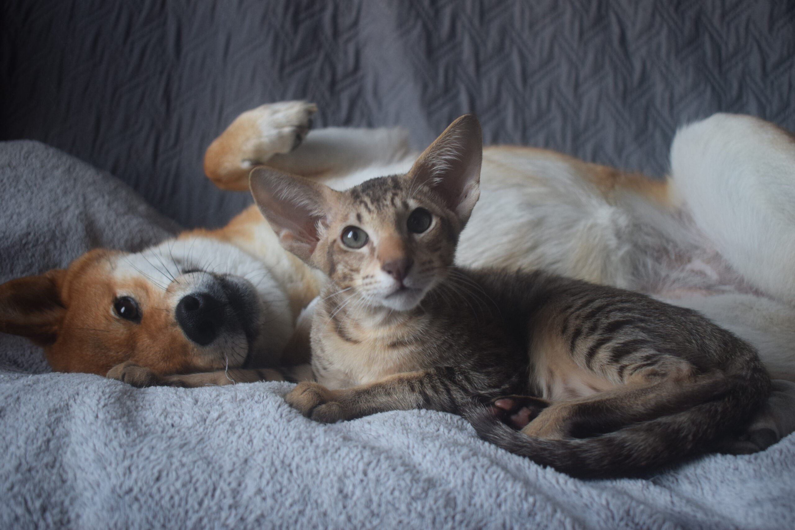 Bao, oriental chocolat tabby