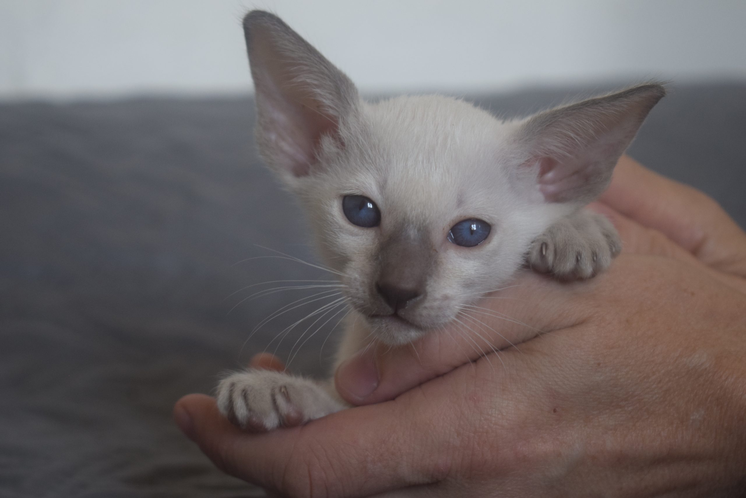 DSC_0127