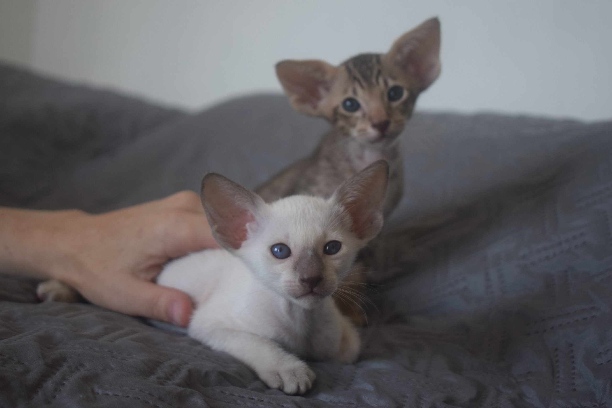 La femelle siamoise chocolate point et le mâle oriental chocolat spotted tabby