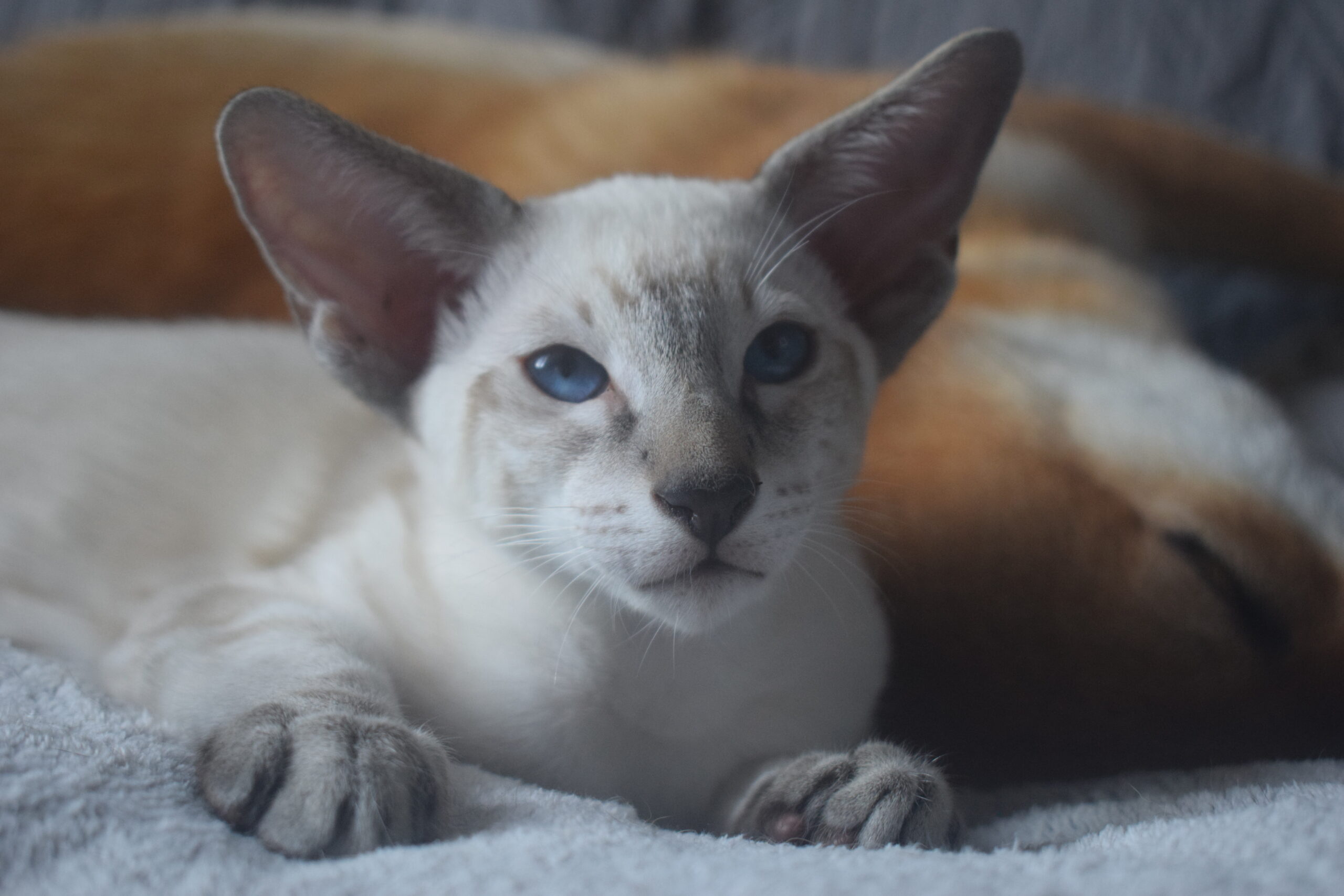 Bazar, siamois seal tabby point