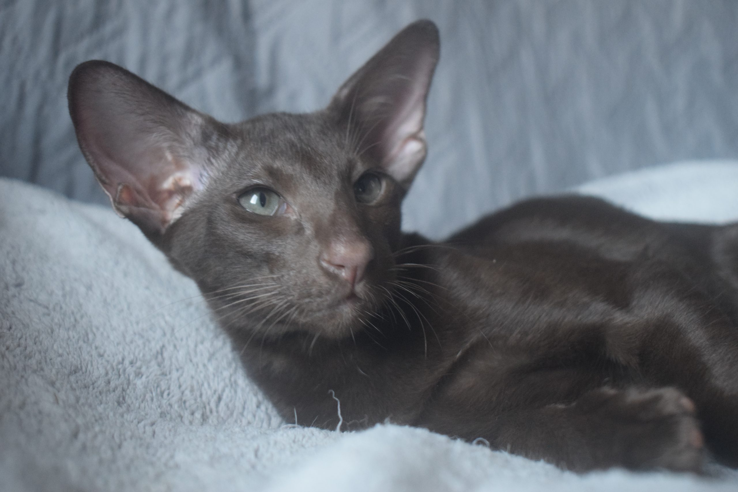 DSC_0162sid