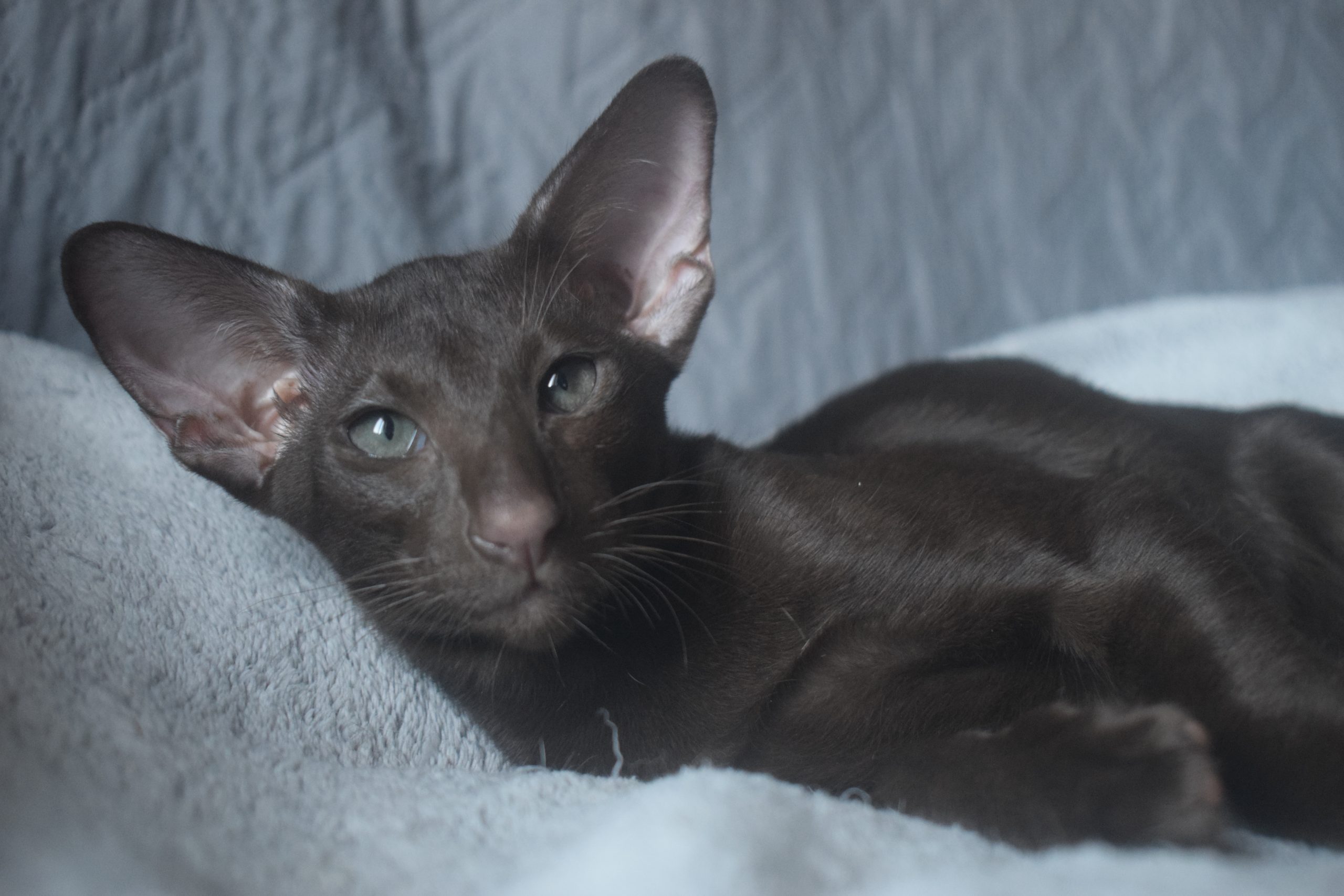 Sid, oriental chocolat