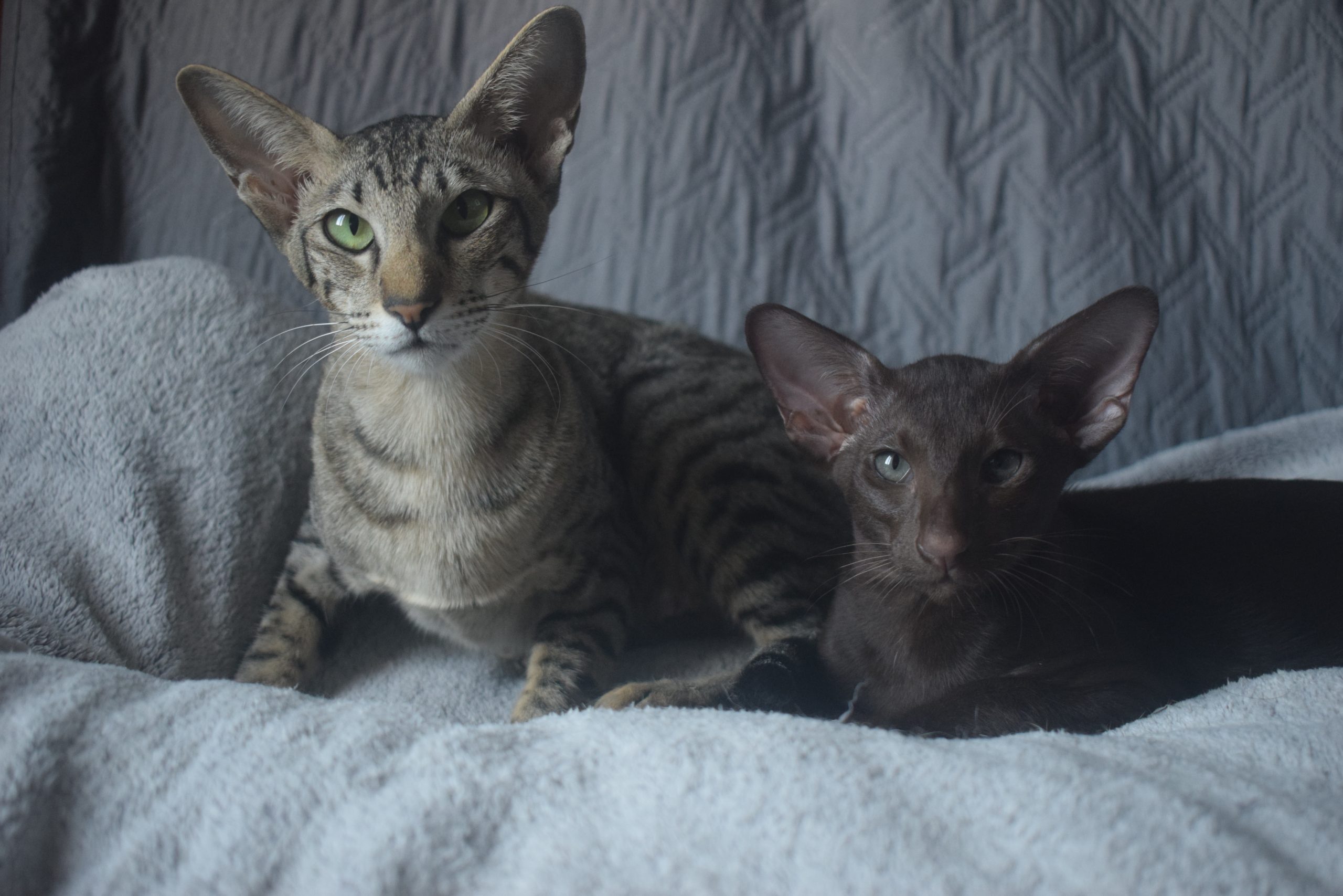 DSC_0165sid