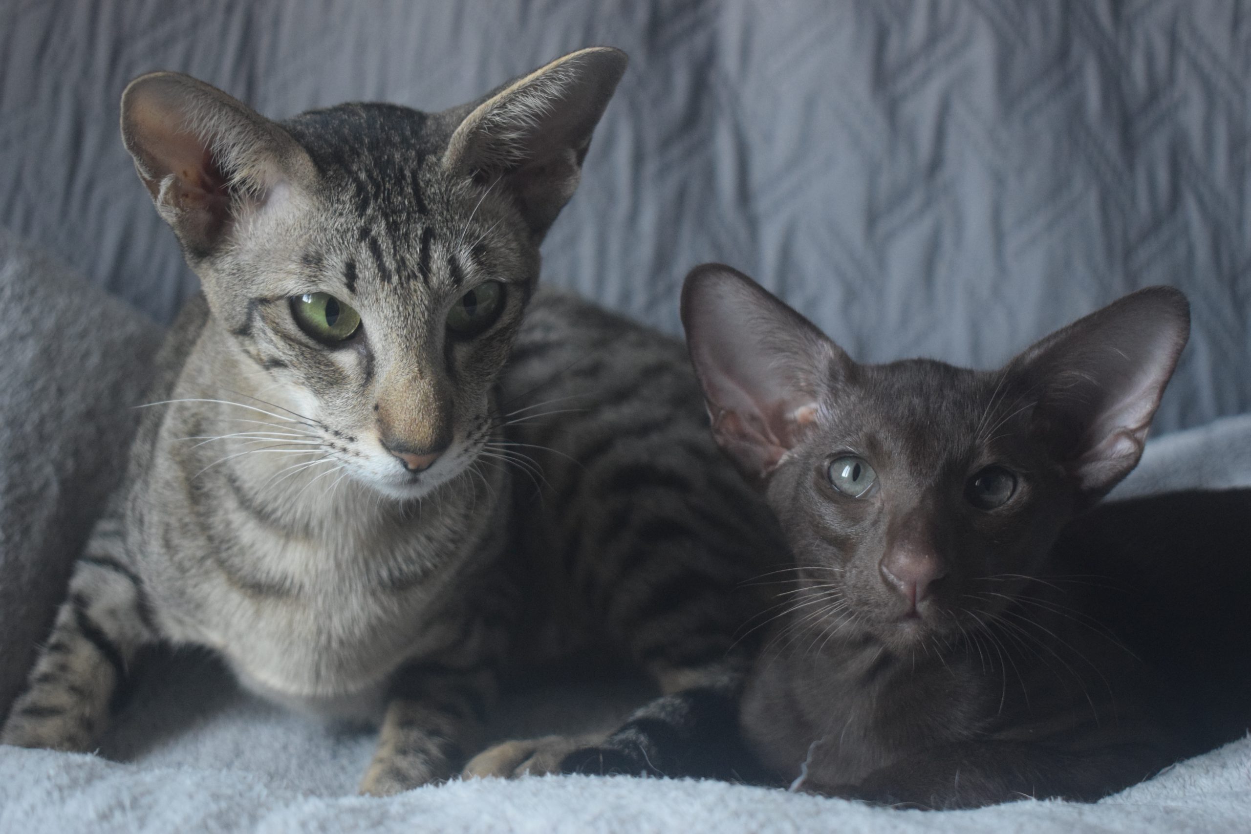 DSC_0169sid