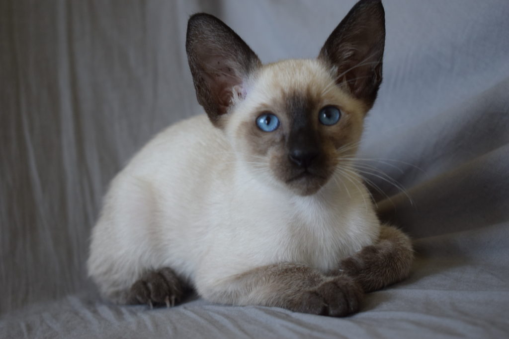 Nos Couleurs Robes De L Oriental Et Du Siamois Chatterie Des Trois Figuiers