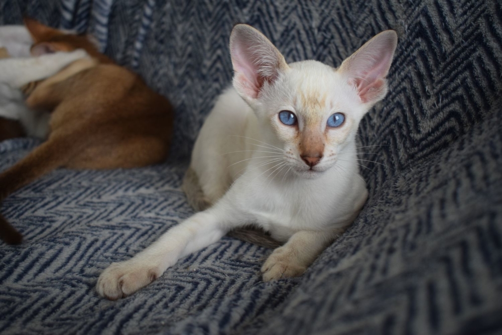 Nos Couleurs Robes De L Oriental Et Du Siamois Chatterie Des Trois Figuiers