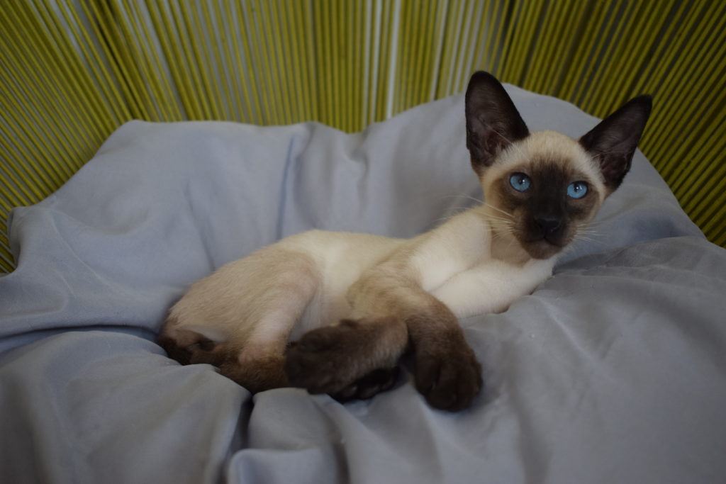 Nos Couleurs Robes De L Oriental Et Du Siamois Chatterie Des Trois Figuiers