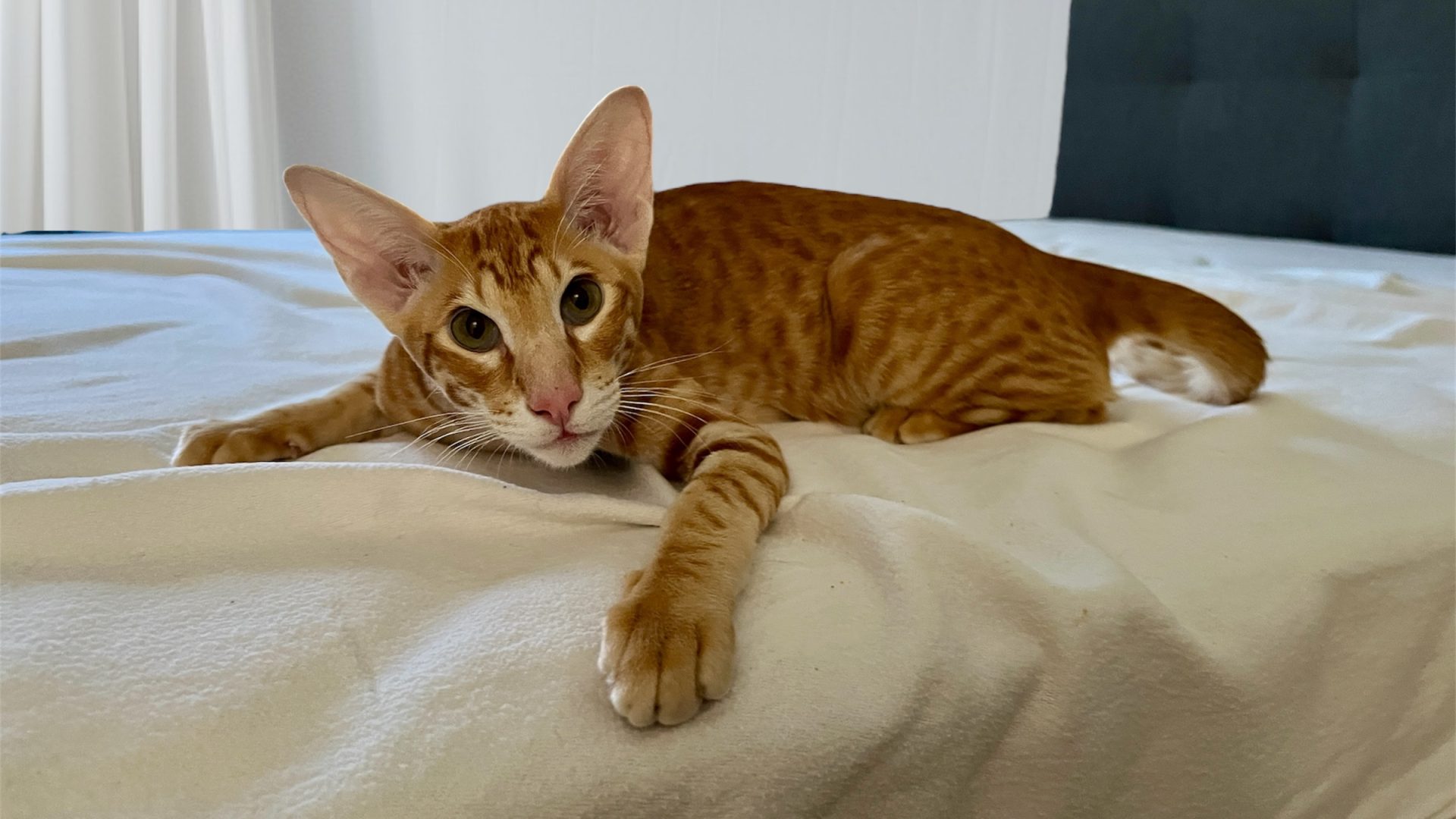 Oriental red (Ziggy)