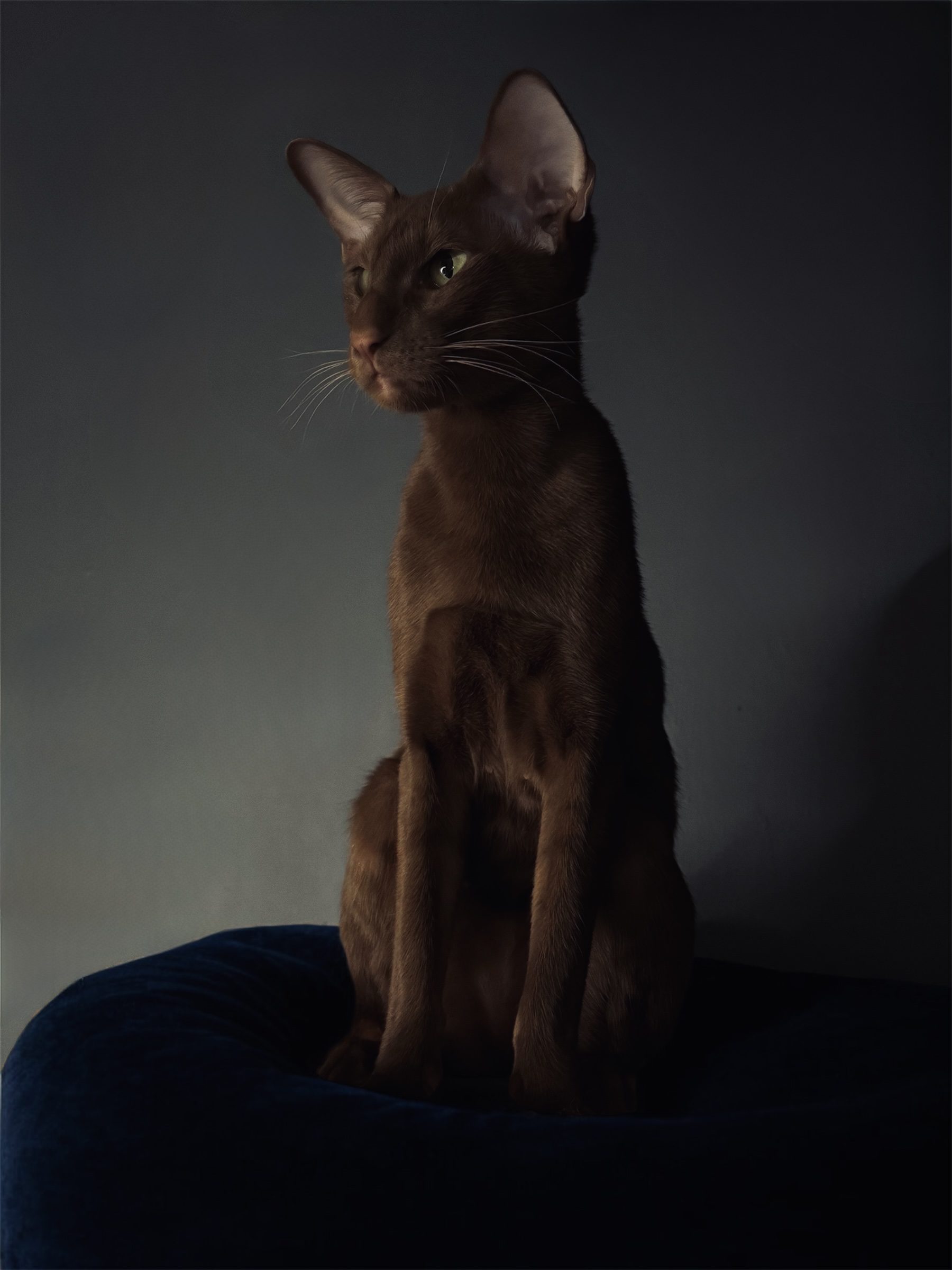 Chatterie des Trois Figuiers