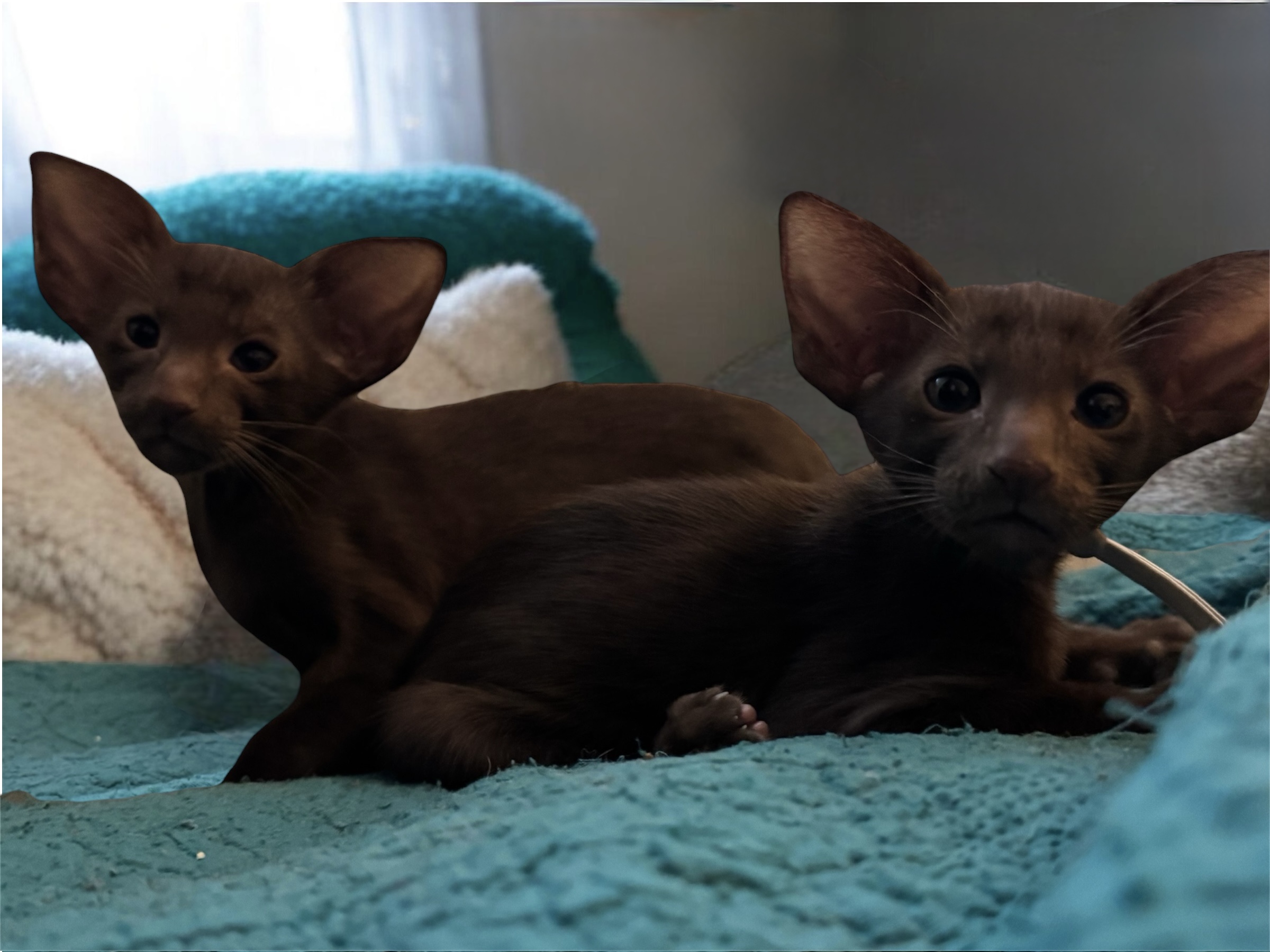 Photoroom_20260311_191041
