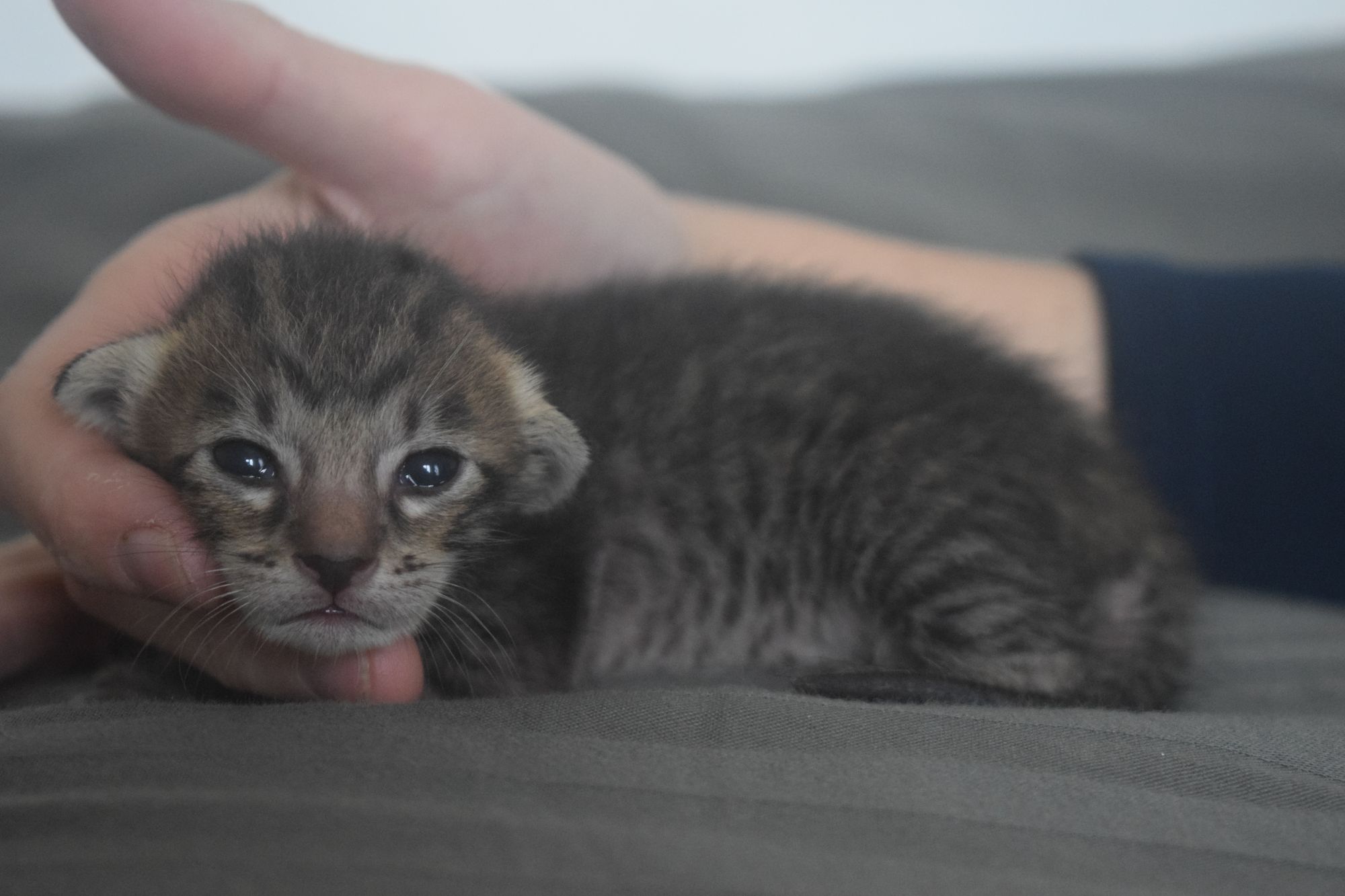 brown_tabby2_2024-11-04 (1)