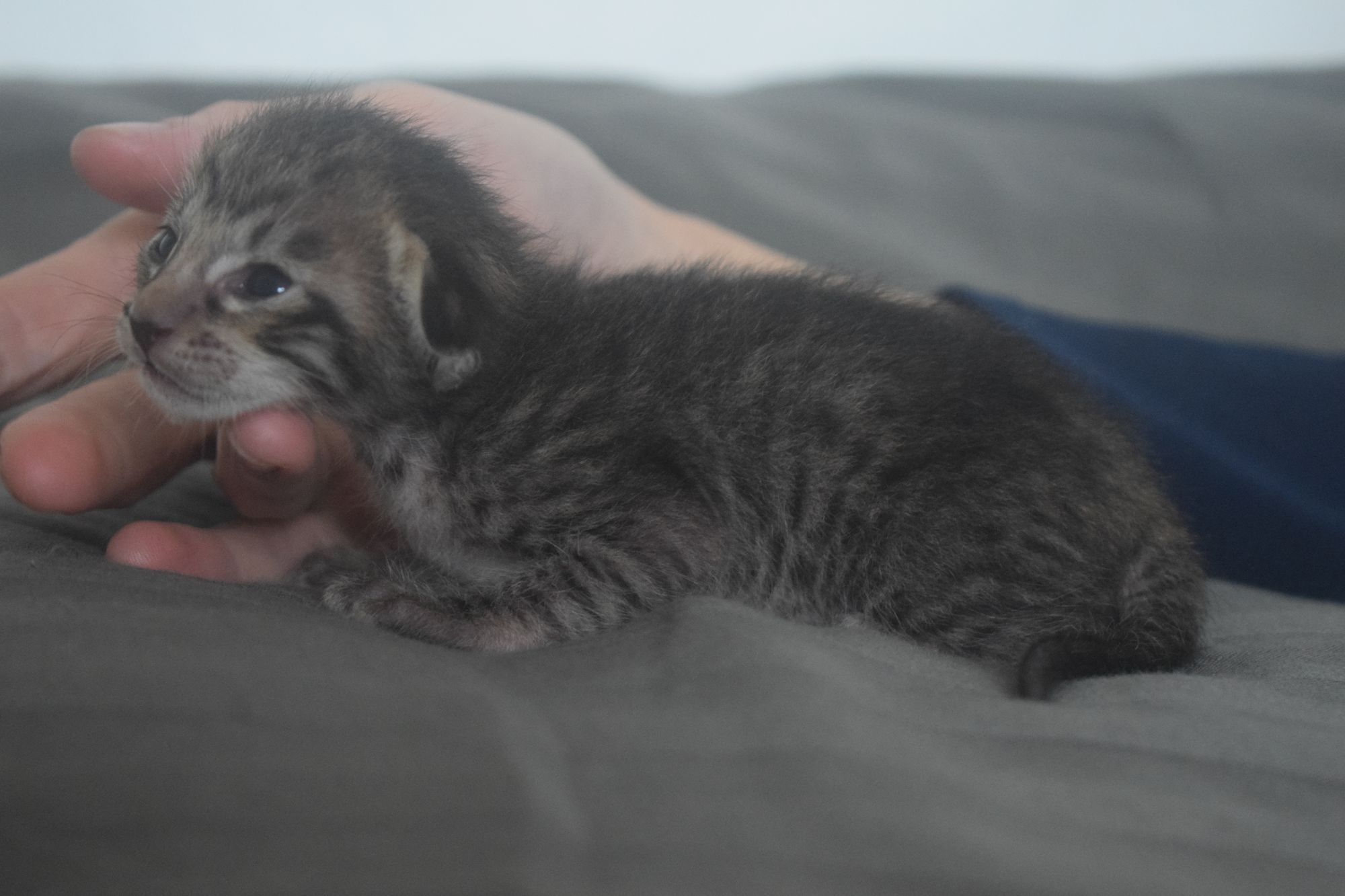 brown_tabby2_2024-11-04 (5)