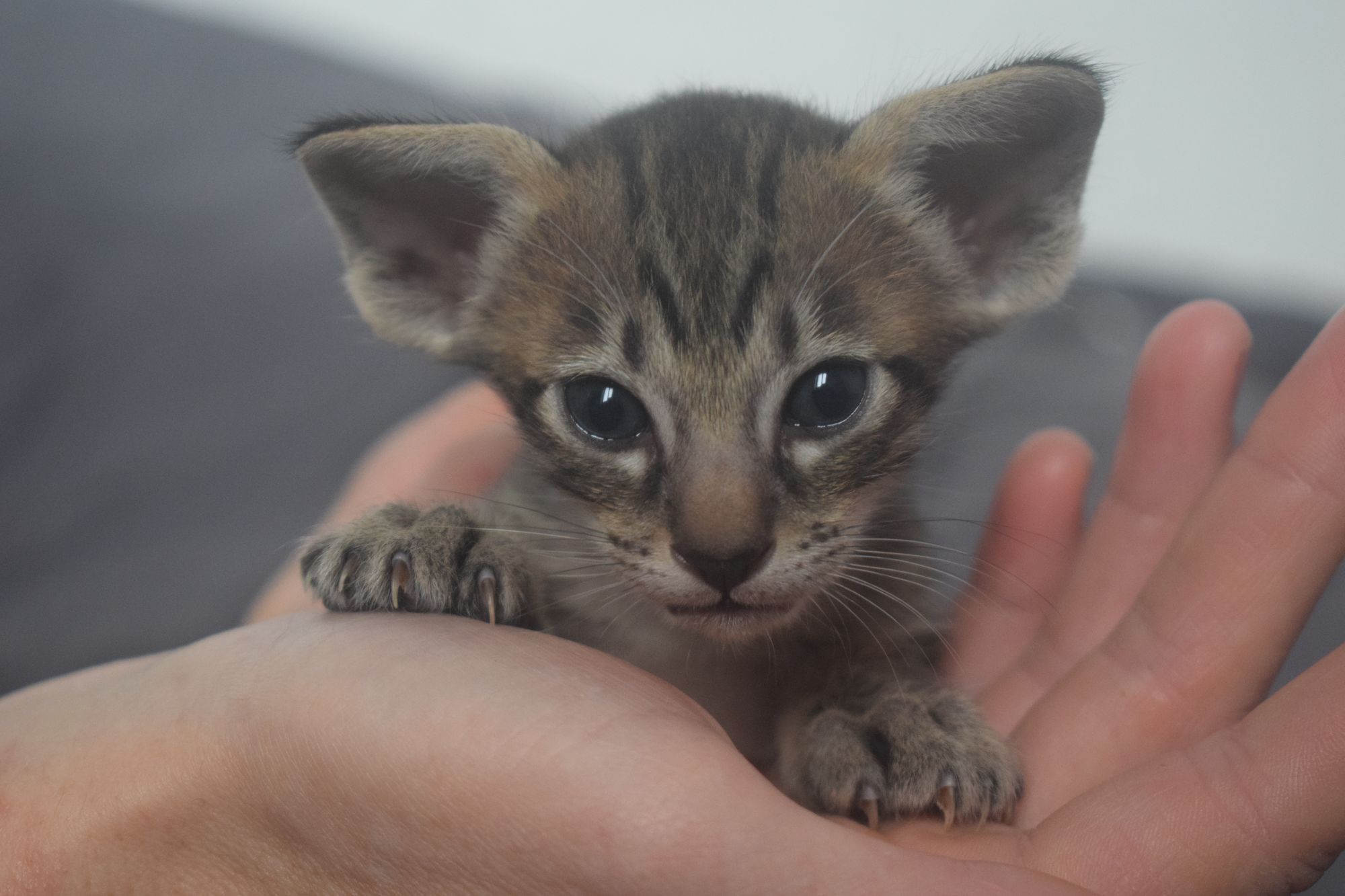 brown_tabby2_2024_11_20 (1)