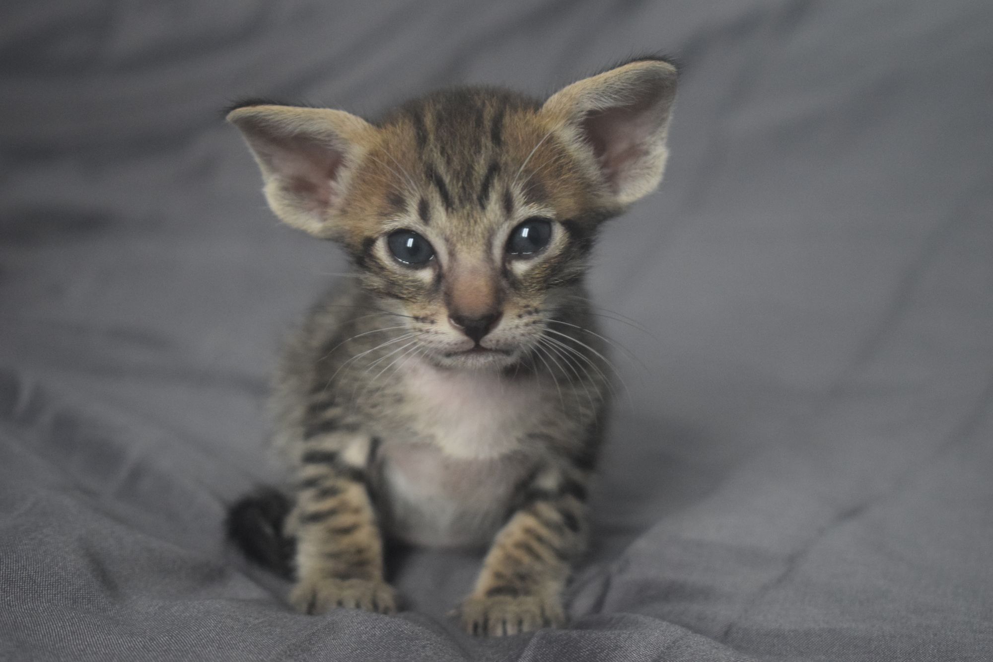 brown_tabby2_2024_11_20 (10)