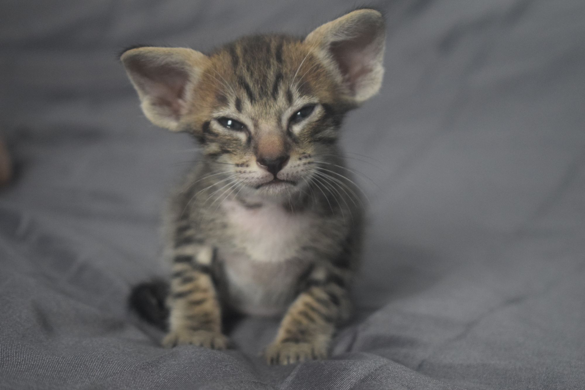 brown_tabby2_2024_11_20 (11)