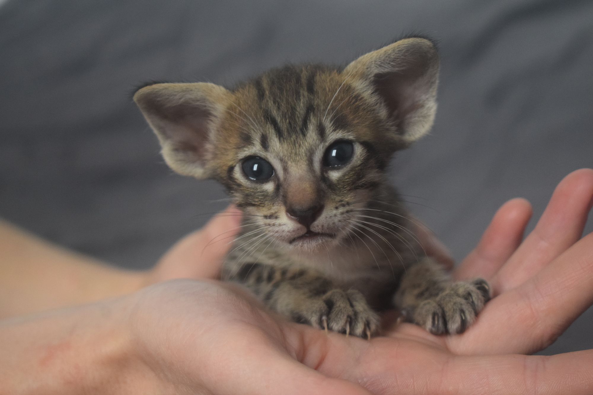 brown_tabby2_2024_11_20 (13)