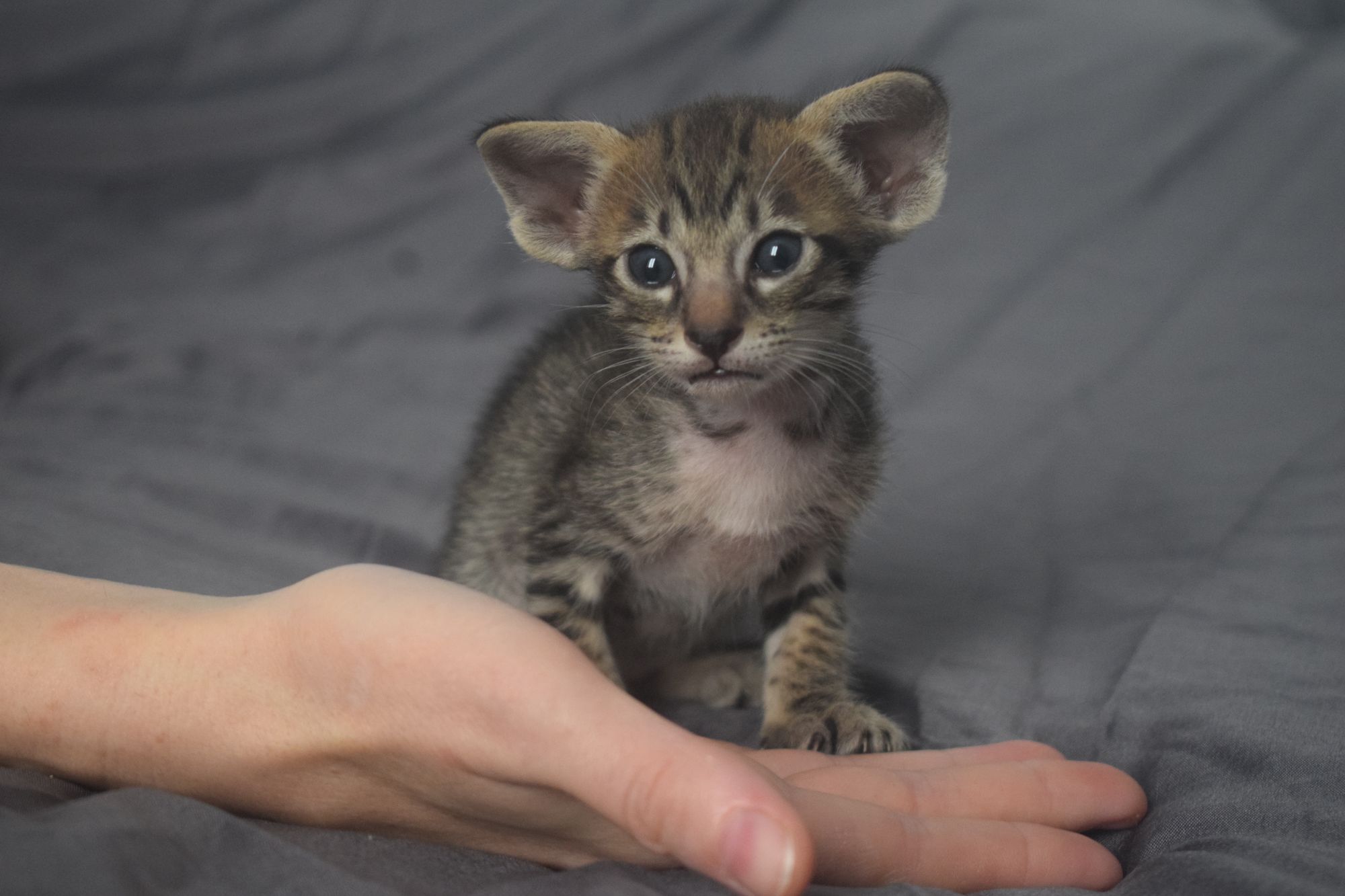 brown_tabby2_2024_11_20 (16)