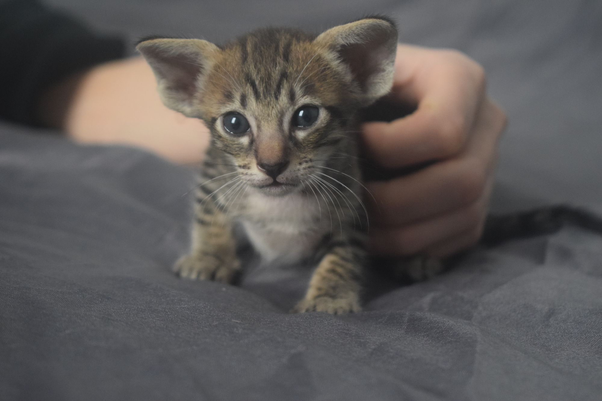 brown_tabby2_2024_11_20 (17)