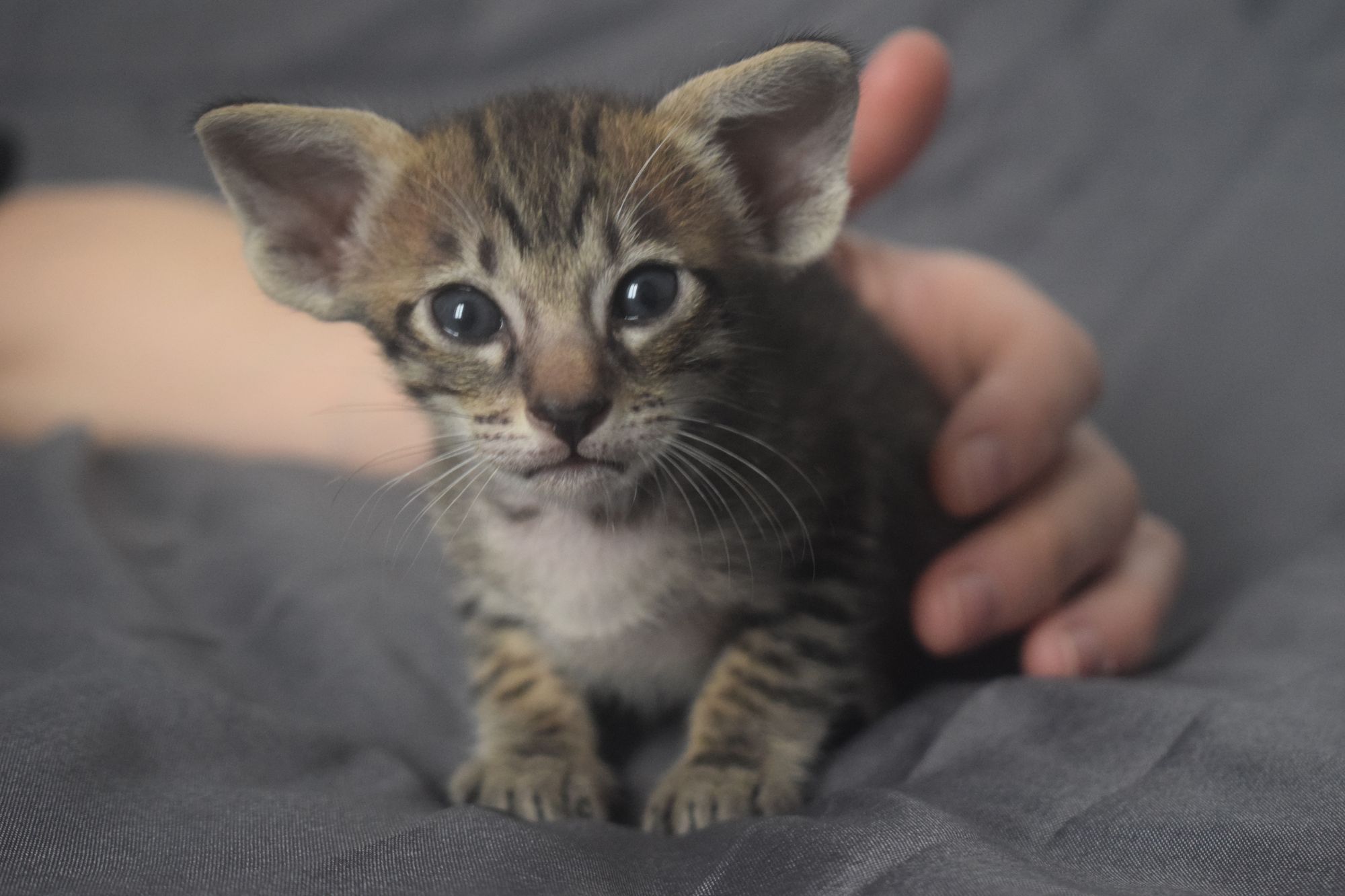 brown_tabby2_2024_11_20 (4)