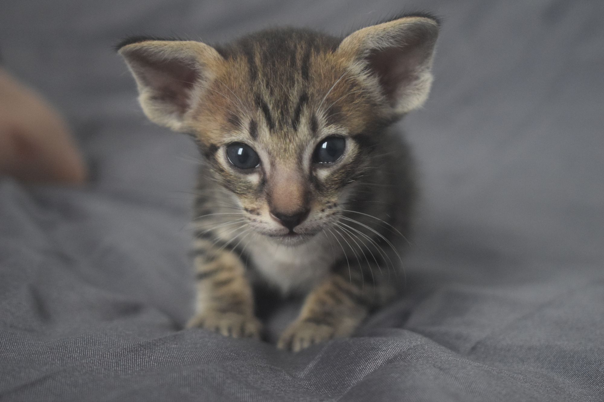 brown_tabby2_2024_11_20 (5)