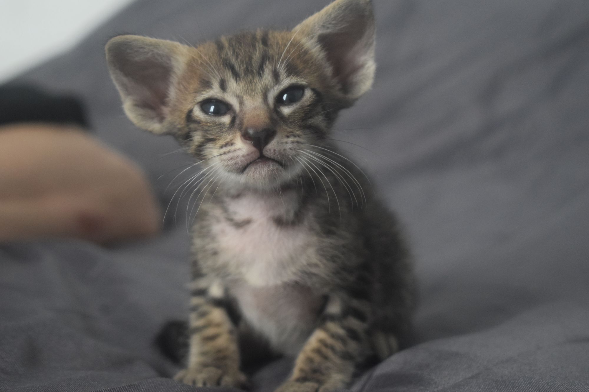 brown_tabby2_2024_11_20 (7)