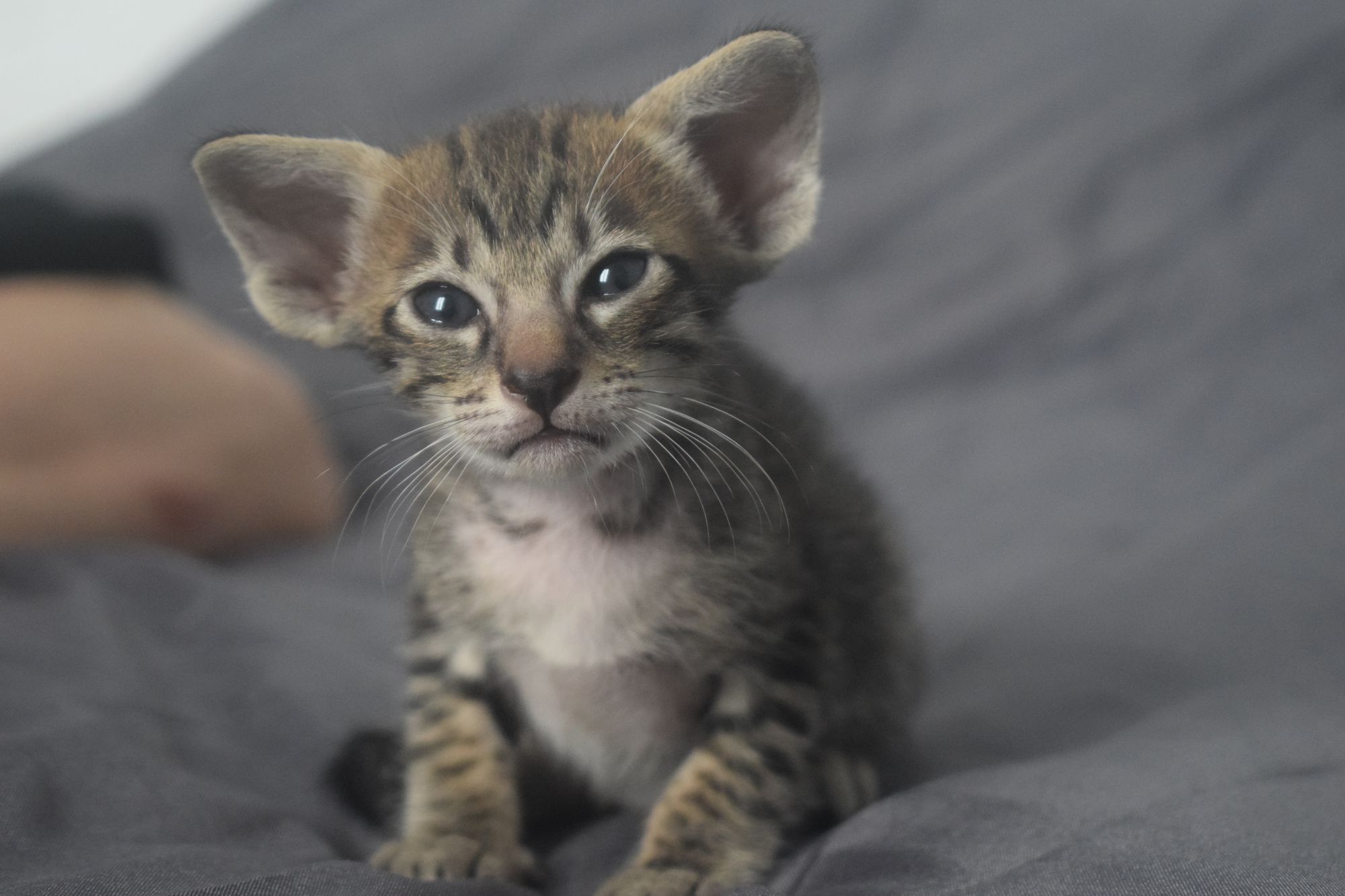 brown_tabby2_2024_11_20 (8)
