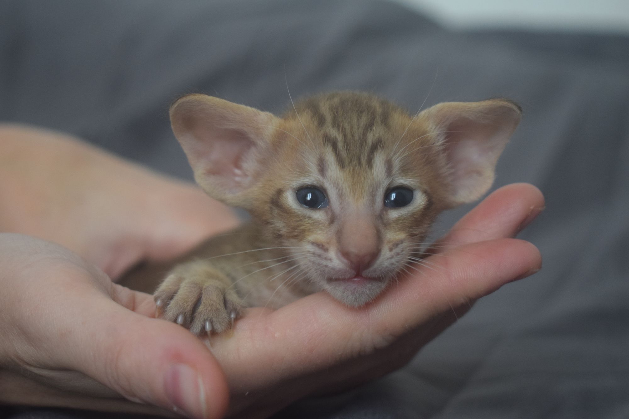 choco_tabby_2024_11_20 (3)_reduit