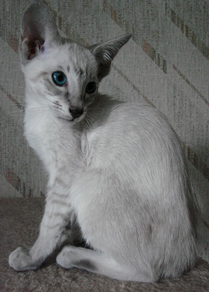 Siamois seal tabby point