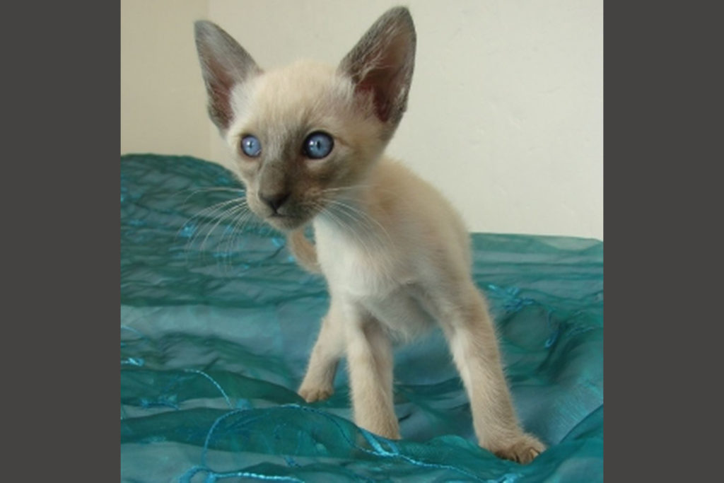 Nos Couleurs Robes De L Oriental Et Du Siamois Chatterie Des Trois Figuiers