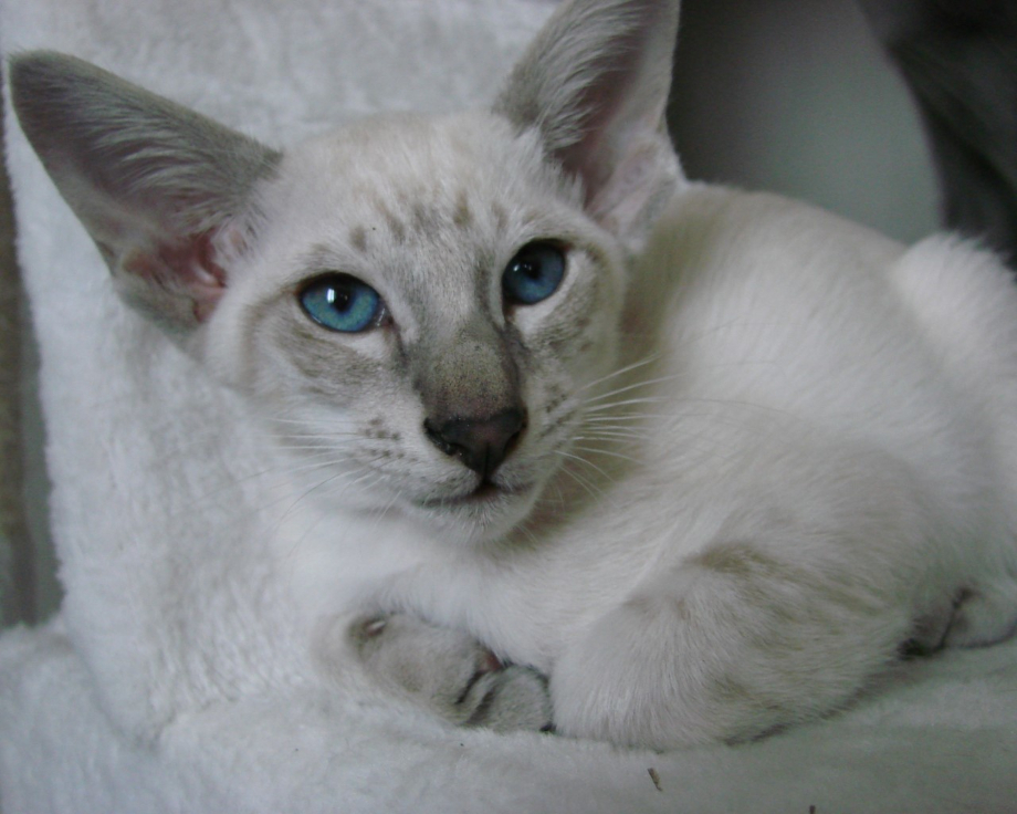 Nos Couleurs Robes De L Oriental Et Du Siamois Chatterie Des Trois Figuiers