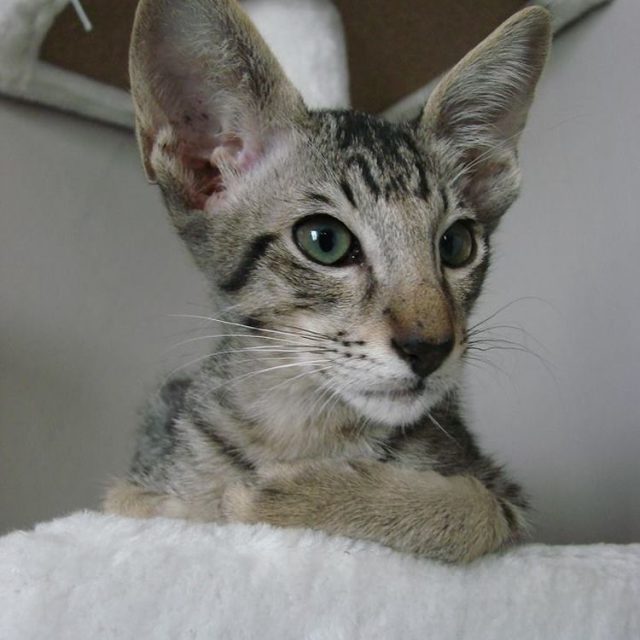 Oriental brown spotted tabby