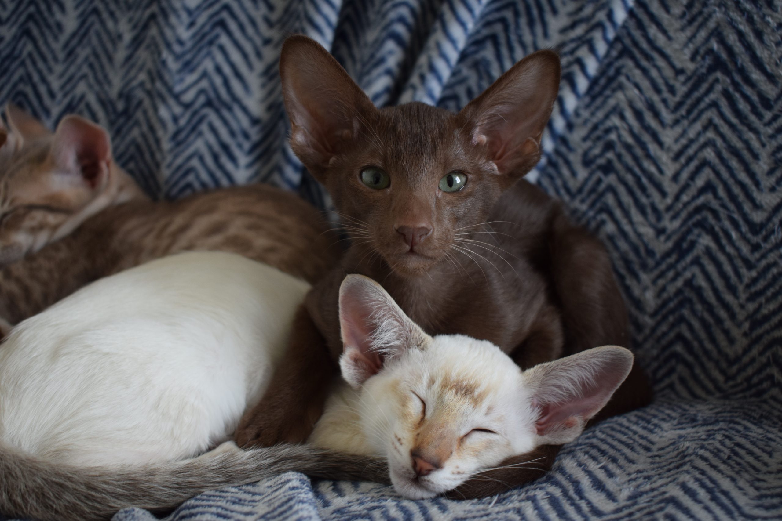 Chatterie des Trois Figuiers