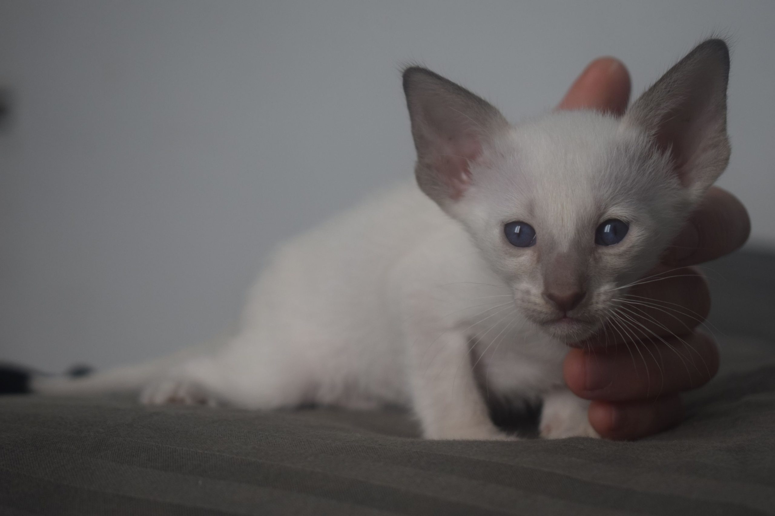 seance17022026_4